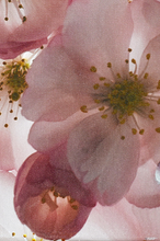 Load image into Gallery viewer, JuanBernal-Cherry Blossoms-LeonardTourneGallery
