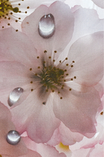 Load image into Gallery viewer, JuanBernal-Cherry Blossoms-LeonardTourneGallery