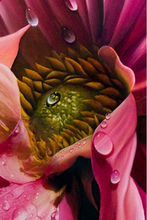 Load image into Gallery viewer, JuanBernal-PinkDalia-LeonardTourneGallery