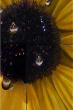 Load image into Gallery viewer, uanBernal-SunFlower-LeonardTourneGallery