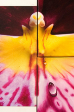 Load image into Gallery viewer, TourneGallery-JuanBernal-MiltoniaOrchid