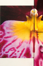 Load image into Gallery viewer, TourneGallery-JuanBernal-MiltoniaOrchid