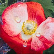 Load image into Gallery viewer, JuanBernal-WildPoppy-JavierTourneGallery