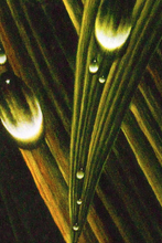 Load image into Gallery viewer, Juan Bernal - Leonard Tourné Gallery