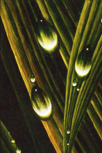 Load image into Gallery viewer, Juan Bernal - Leonard Tourné Gallery