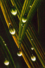 Load image into Gallery viewer, Juan Bernal - Leonard Tourné Gallery