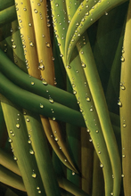 Load image into Gallery viewer, Tourné Gallery-Juan Bernal- Dew-5