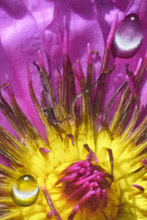 Load image into Gallery viewer, JuanBernal-Clematis-LeonardTourneGallery
