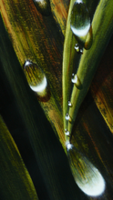 Load image into Gallery viewer, JuanBernal-Droplets-LeonardTourneGallery
