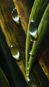 JuanBernal-Droplets-LeonardTourneGallery