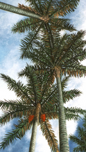 Load image into Gallery viewer, JuanBernal-Llegando al Cielo 1-LeonardTourneGallery
