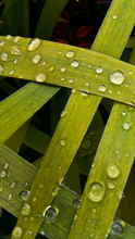 Load image into Gallery viewer, TourneGallery-JuanBernal-Lattice
