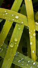 Load image into Gallery viewer, TourneGallery-JuanBernal-Lattice
