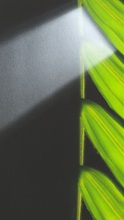 Load image into Gallery viewer, TourneGallery-JuanBernal-PalmLeafandLightRay
