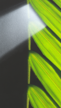 Load image into Gallery viewer, TourneGallery-JuanBernal-PalmLeafandLightRay
