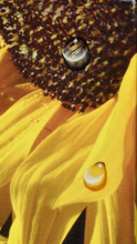 Load image into Gallery viewer, Juan Bernal-Leonard Tourne Gallery
